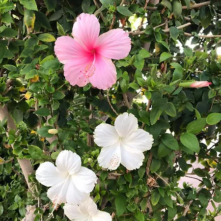 Апартаменты Luxury Oceanfront In - Next To *