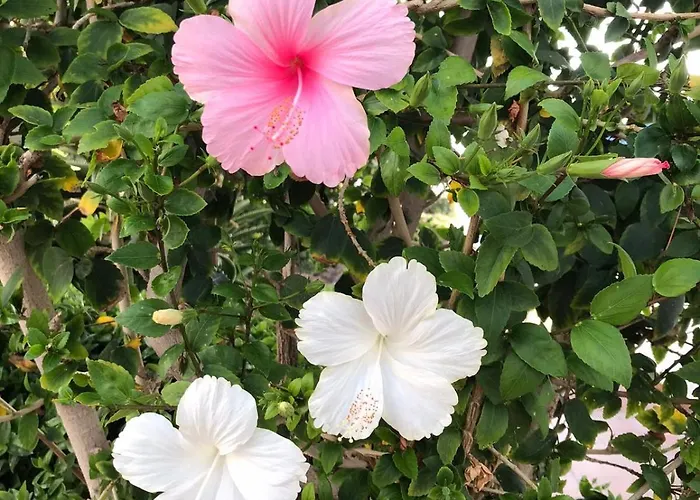 Daire Luxury Oceanfront In - Next To *